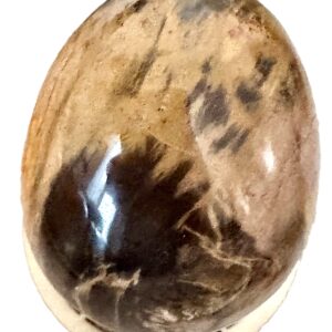 Oeuf Bois Fossile Pétrifiée