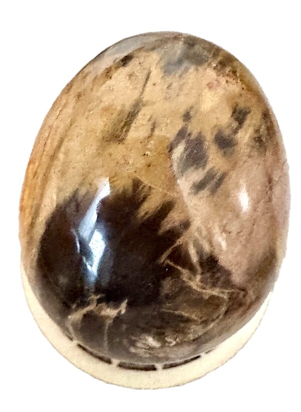 Oeuf Bois Fossile Pétrifiée