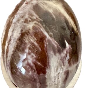 Oeuf Bois Fossile Pétrifiée