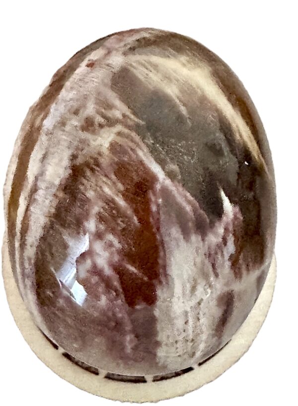 Oeuf Bois Fossile Pétrifiée