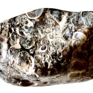 Galet Agate Turritelle