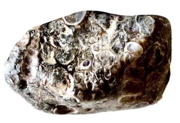 Galet Agate Turritelle