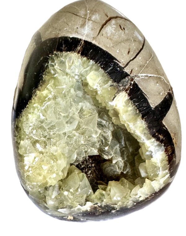 Séptaria Sauvage 7 cm hauteur